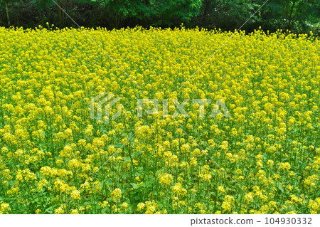 Canola flowers in full bloom Canola flowers in full bloom 104930332