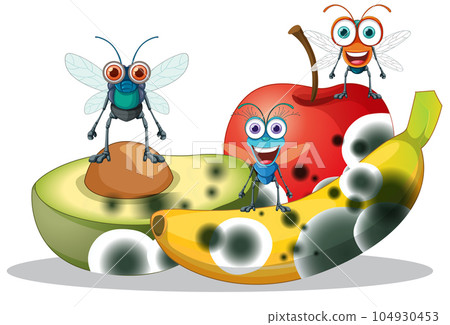 Decompose fruit and fly Decompose fruit and fly 104930453
