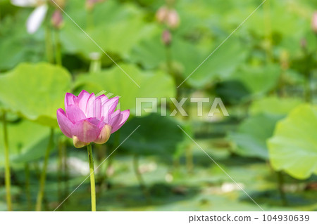 福島縣國見町中尊寺連夏季厚木千年公園 福島縣國見町中尊寺連夏季厚木千年公園 104930639