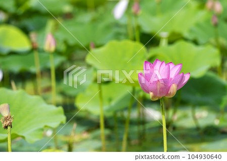 福島縣國見町中尊寺連夏季厚木千年公園 福島縣國見町中尊寺連夏季厚木千年公園 104930640