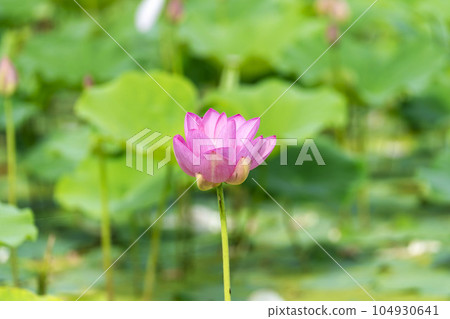 福島縣國見町中尊寺連夏季厚木千年公園 104930641