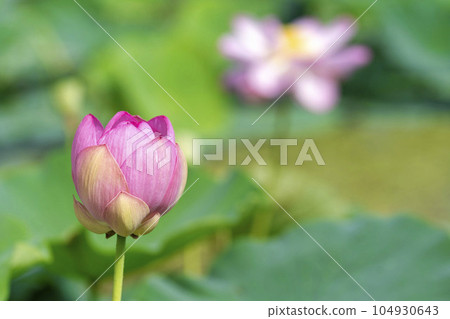 Summer Atsukashi Sennen Park, Chusonji Ren, Kunimi Town, Fukushima Prefecture 104930643