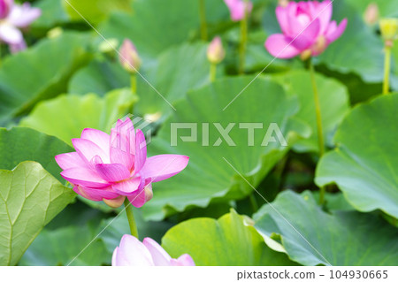 Summer Atsukashi Sennen Park, Chusonji Ren, Kunimi Town, Fukushima Prefecture Summer Atsukashi Sennen Park, Chusonji Ren, Kunimi Town, Fukushima Prefecture 104930665