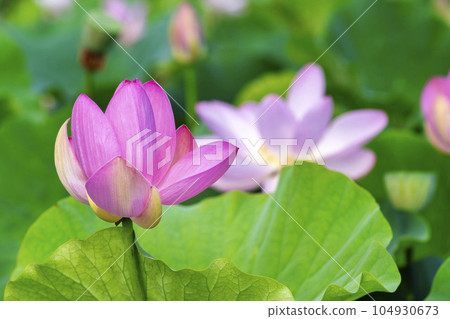 福島縣國見町中尊寺連夏季厚木千年公園 福島縣國見町中尊寺連夏季厚木千年公園 104930673