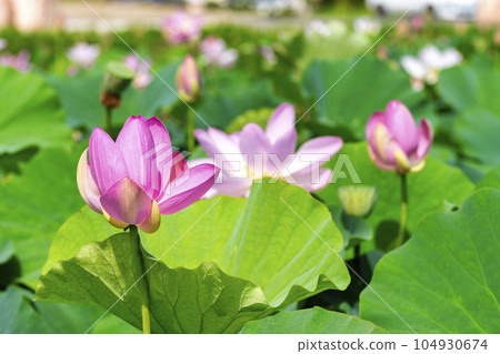 Summer Atsukashi Sennen Park, Chusonji Ren, Kunimi Town, Fukushima Prefecture Summer Atsukashi Sennen Park, Chusonji Ren, Kunimi Town, Fukushima Prefecture 104930674