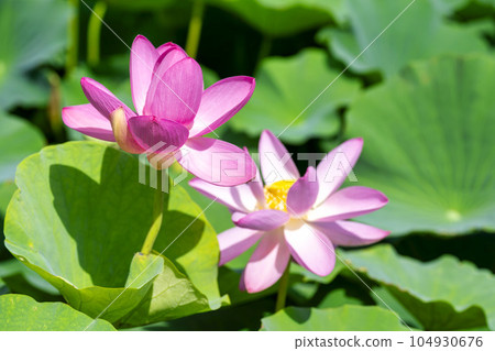 福島縣國見町中尊寺連夏季厚木千年公園 104930676