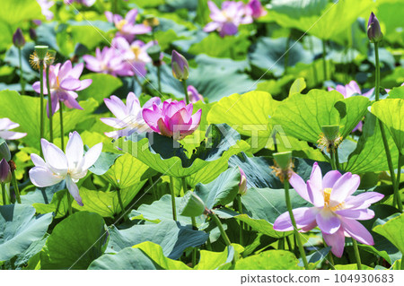 福島縣國見町中尊寺連夏季厚木千年公園 福島縣國見町中尊寺連夏季厚木千年公園 104930683