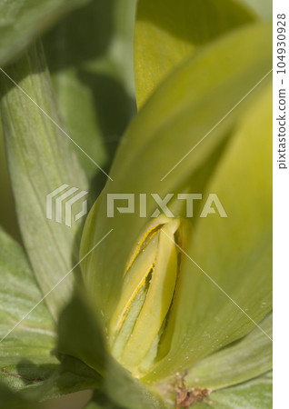 Trillium luteum flowering in a garden, close up shot Trillium luteum flowering in a garden, close up shot 104930928