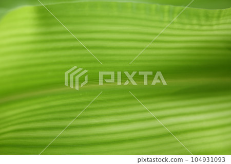 玉米葉 玉米葉 104931093
