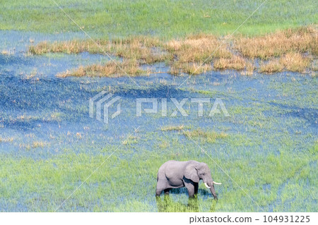 Aerial View of an African Elephant Aerial View of an African Elephant 104931225