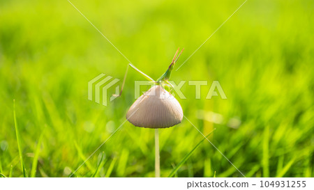 蚱蜢抬起一隻腿 蚱蜢抬起一隻腿 104931255