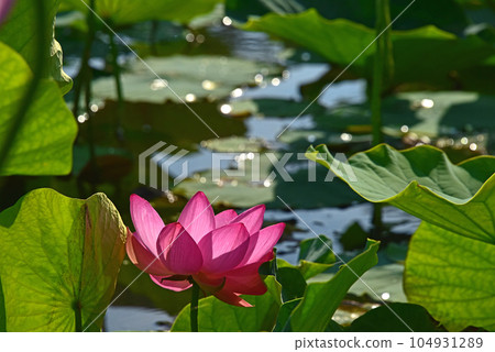 The beauty of lotus flowers created by light and shadow 104931289