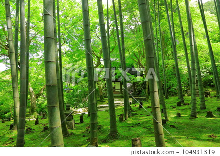 Enkoji Temple Okyo Bamboo Grove Enkoji Temple Okyo Bamboo Grove 104931319