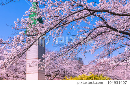 櫻花盛開的薩江公園,東京春天的風景 櫻花盛開的薩江公園,東京春天的風景 104931407