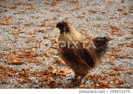 Closeup shot of a silky fowl at Wimbachschloss, Ramsau, Berchtesgaden, Bavaria, Germany 104931479