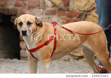 Closeup shot of an adorable brown dog on a red leash 104931481