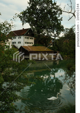 Beautiful white swam swimming gracefully in the Mangfall river in Germany with old houses around it 104931544