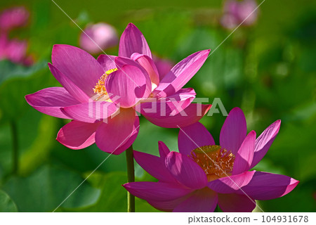The beauty of lotus flowers created by light and shadow The beauty of lotus flowers created by light and shadow 104931678