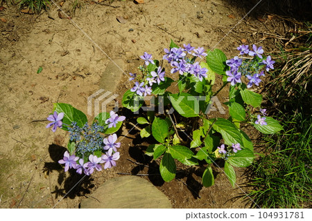 Hydrangea flower Hydrangea flower 104931781