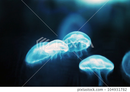 "Fantastic moon jellyfish floating pale in the dark sea" retouched image "Fantastic moon jellyfish floating pale in the dark sea" retouched image 104931782