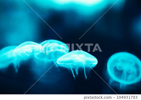 "Fantastic moon jellyfish floating pale in the dark sea" retouched image "Fantastic moon jellyfish floating pale in the dark sea" retouched image 104931783