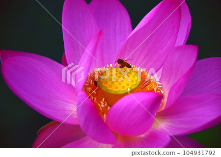 Honey bees and lotus flowers 104931792