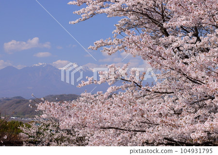 Nabeyama, Kamiyama-cho, Nirasaki City, Yamanashi Prefecture View of the Yoshino cherry trees in full bloom along the river and the snow-capped Yatsugatake Mountains Nabeyama, Kamiyama-cho, Nirasaki City, Yamanashi Prefecture View of the Yoshino cherry trees in full bloom along the river and the snow-capped Yatsugatake Mountains 104931795