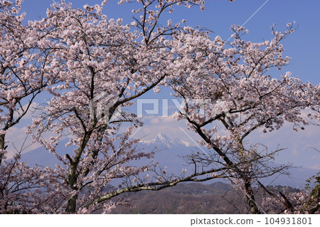 山梨縣韭崎市神山町鍋山 河邊盛開的吉野櫻和白雪皚皚的八嶽山 104931801