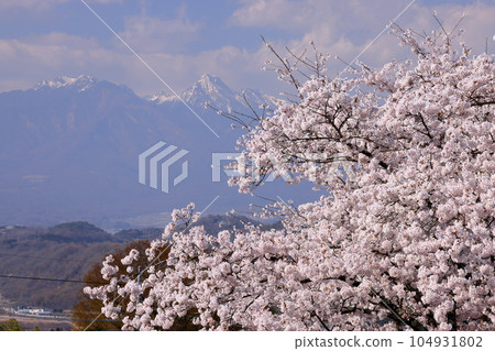 Nabeyama, Kamiyama-cho, Nirasaki City, Yamanashi Prefecture View of the Yoshino cherry trees in full bloom along the river and the snow-capped Yatsugatake Mountains 104931802