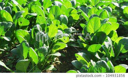 芥菜菠菜田風光 104931856