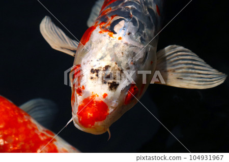 Red and black Nishikigoi swimming comfortably in the sunlight (natural light, close-up photo) Red and black Nishikigoi swimming comfortably in the sunlight (natural light, close-up photo) 104931967