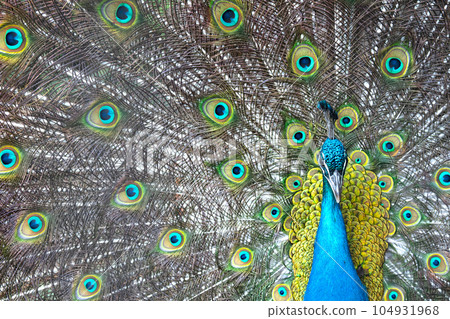 Bright colorful peacock with its colorful tail opened 104931968