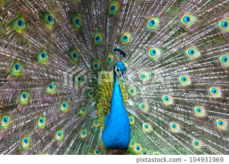 Bright colorful peacock with its colorful tail opened 104931969