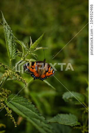 Small tortoiseshell on a plant leaf in Neander valley, near Mettmann town, Germany, vertical shot Small tortoiseshell on a plant leaf in Neander valley, near Mettmann town, Germany, vertical shot 104932466