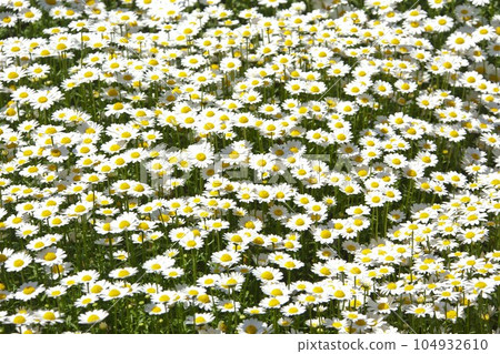 東京公園的北極 東京公園的北極 104932610