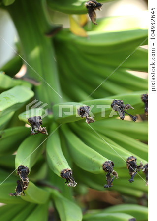 長滿藍色香蕉果的樹 104932645