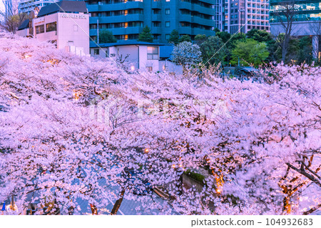 東京六本木市中心的櫻花春天風景 東京六本木市中心的櫻花春天風景 104932683