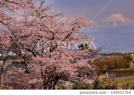山梨縣韭崎市旭町，萬竹山大光寺院內盛開的櫻花中眺望富士山 104932769
