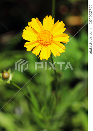 A single flower of a bright yellow lanceolata flower blooming in the field (using a macro lens, natural light, close-up photography) 104932793
