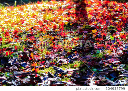 Glamorous autumn leaves Glamorous autumn leaves 104932799