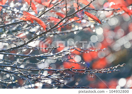Autumn leaves sparkling in the morning dew 104932800