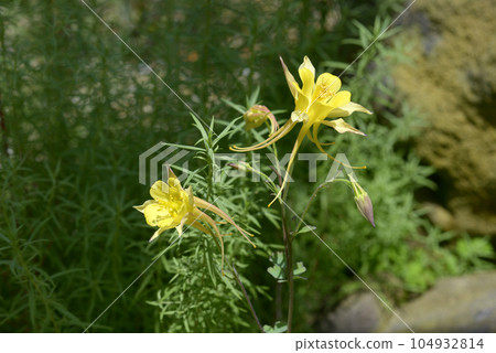 Aquilegia Crisanta 104932814