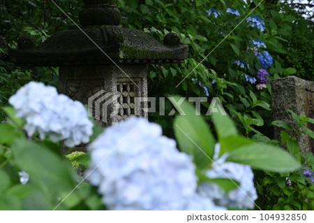 Hydrangea Temple in Kakio Hydrangea Temple in Kakio 104932850