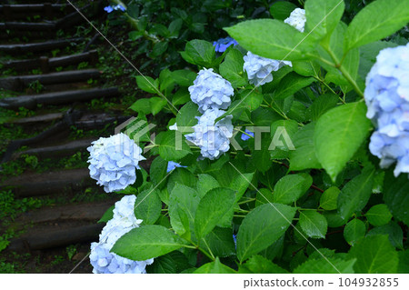 Hydrangea Temple in Kakio Hydrangea Temple in Kakio 104932855