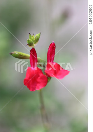 成對綻放的紅櫻鼠尾草(火辣雙唇、微距鏡頭、自然光、特寫照片) 成對綻放的紅櫻鼠尾草(火辣雙唇、微距鏡頭、自然光、特寫照片) 104932902