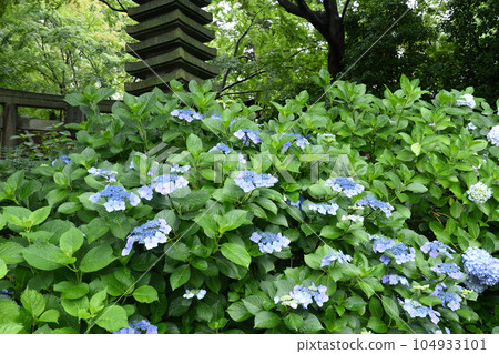 Hydrangea Temple in Kakio Hydrangea Temple in Kakio 104933101
