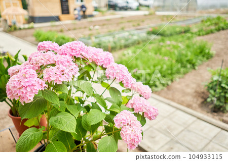 Country Cottage with beautiful flowers garden in the sunshine.. Beautiful flower seedlings growing in the soil at the garden. Gardening hobby concept. 104933115