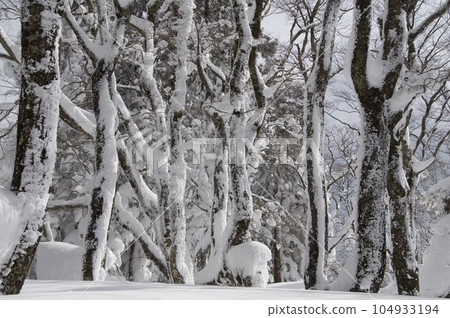 Hibayama Imperial Mausoleum Beech Forest Snow Scenery 104933194