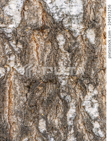 The texture of the birch bark. Birch bark background The texture of the birch bark. Birch bark background 104933256