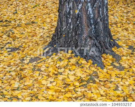 Orange and yellow fallen leaves under a tree. Autumn background with dried leaves in the sunlight. Orange and yellow fallen leaves under a tree. Autumn background with dried leaves in the sunlight. 104933257